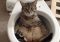 Featured image for Pet Policy Predicaments: Traveling with Animals and Hotels.