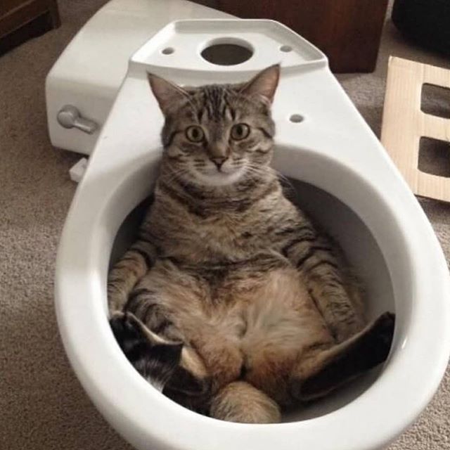 Featured image for Pet Policy Predicaments: Traveling with Animals and Hotels.