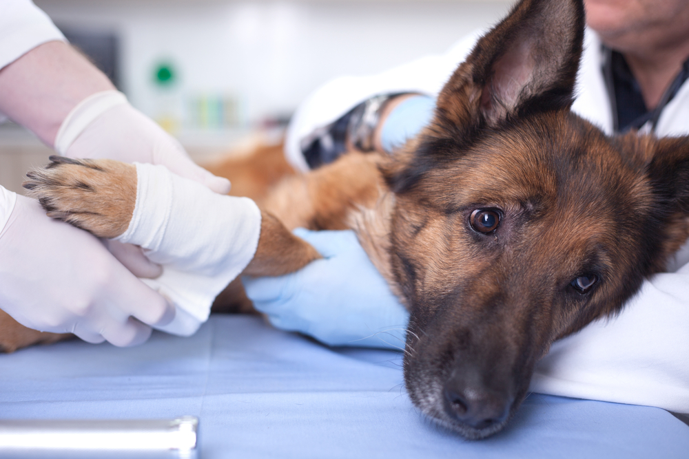 Content image for Pet Policy Predicaments: Traveling with Animals and Hotels.