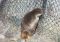 Featured image for Limited Viewing, Frustrated Visitors: When Zoo Animals Hide.