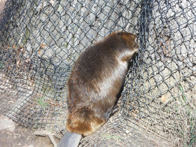 Featured image for Limited Viewing, Frustrated Visitors: When Zoo Animals Hide.