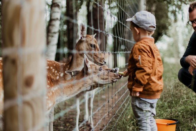 Featured image for Educational Value Questioned: Are Zoos Truly Informative?