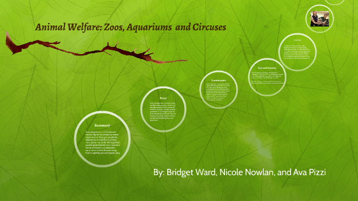 Content image for Ethical Concerns, Uneasy Feelings: Animal Welfare in Zoos.