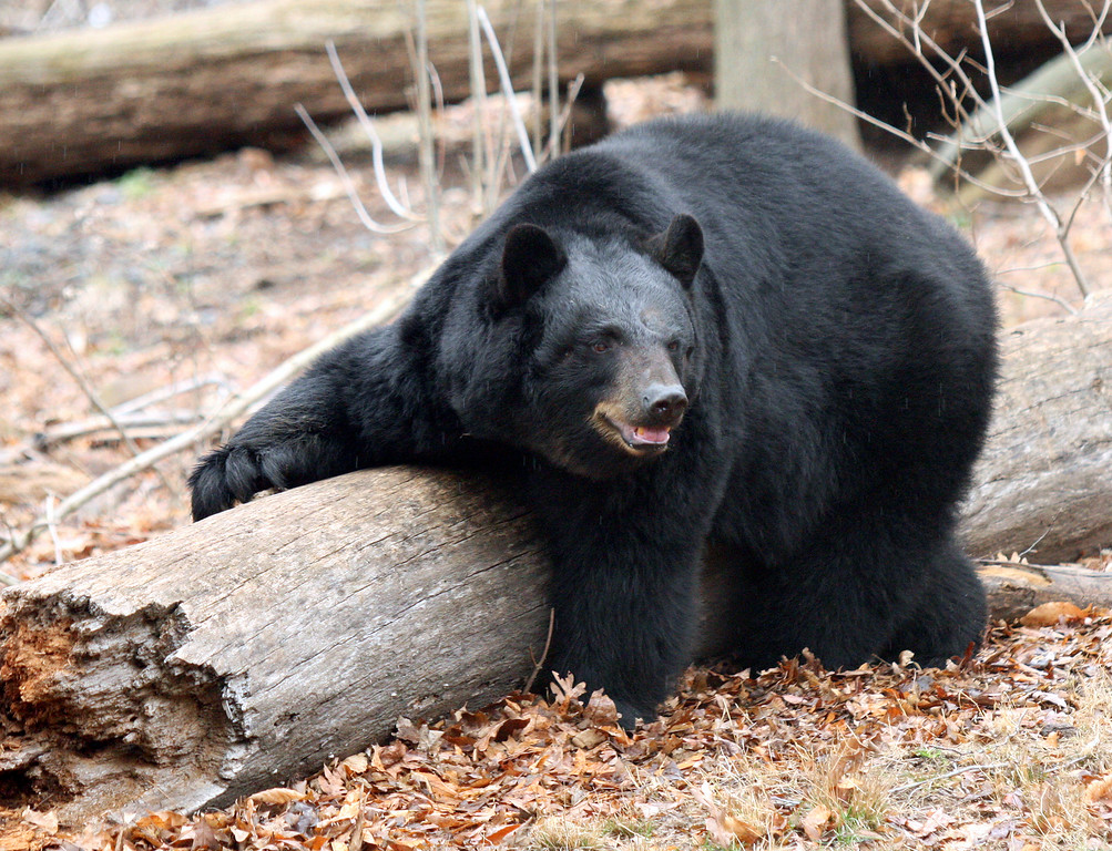 Content image for Conservation Claims Questioned: Are Zoos Truly Helping?