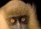 Featured image for Guilt Over Captivity, Visitor Discomfort: Zoo Ethics.