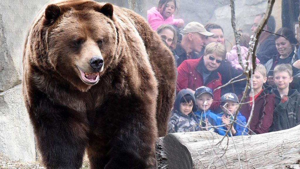 Content image for Guilt Over Captivity, Visitor Discomfort: Zoo Ethics.