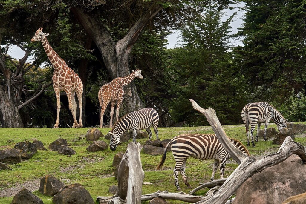 Content image for Finding Affordable Accommodation Near Zoos.