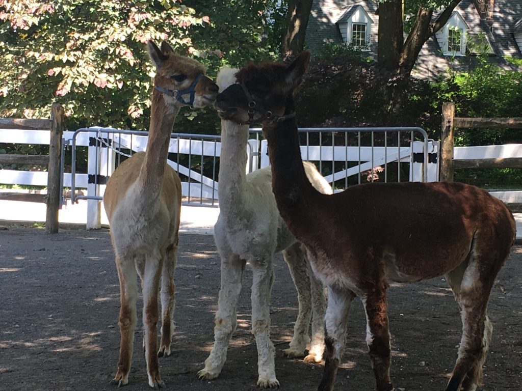 Content image for The Impact of Zoo Visits on Animal Behavior.