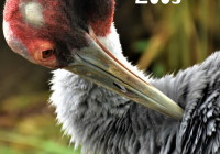 Featured image for The Debate Over Zoos vs. Wildlife Sanctuaries.