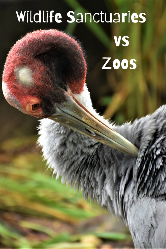 Featured image for The Debate Over Zoos vs. Wildlife Sanctuaries.