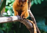Featured image for Finding Zoos with Strong Conservation Programs.