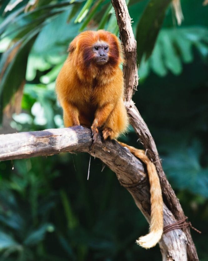 Featured image for Finding Zoos with Strong Conservation Programs.