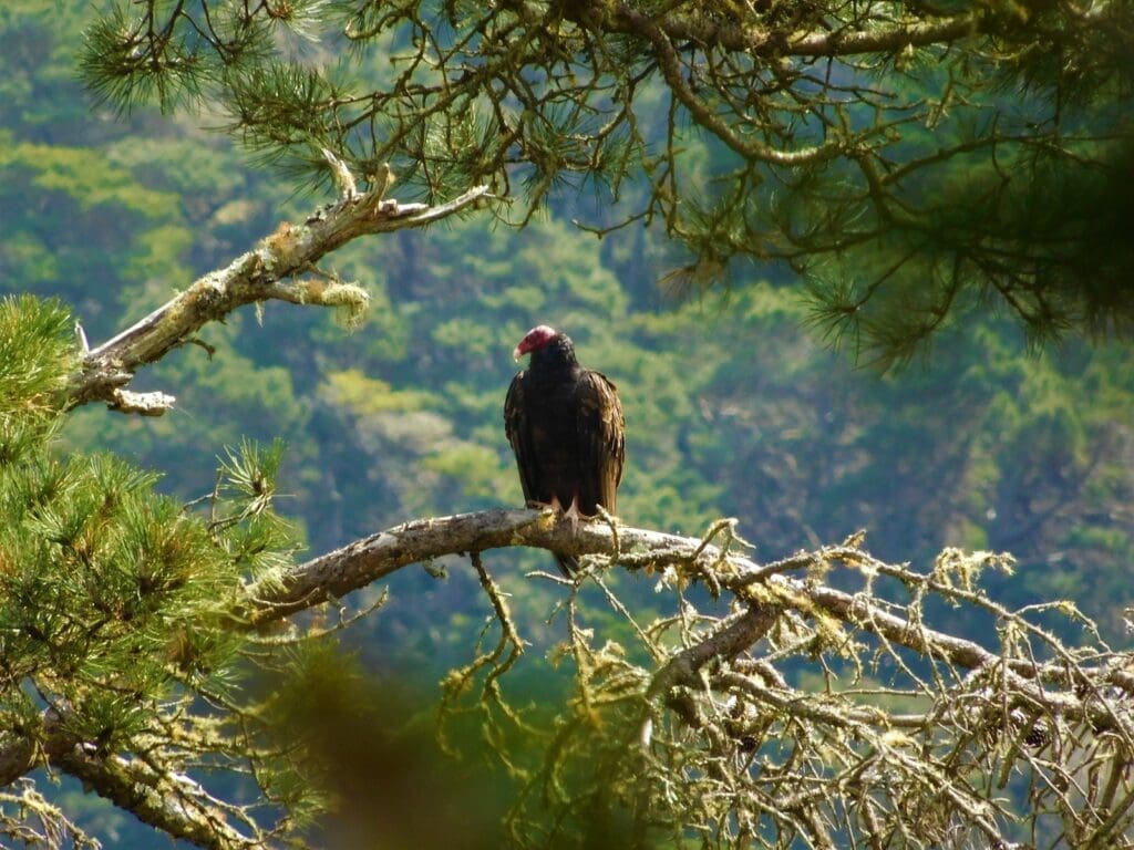 Content image for Finding Zoos with Strong Conservation Programs.