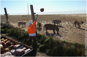Featured image for Alternatives to Zoos for Wildlife Encounters.