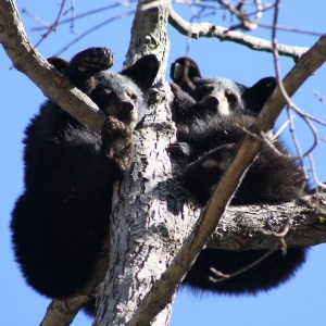 Content image for Alternatives to Zoos for Wildlife Encounters.